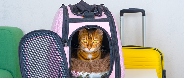 Eight Hidden Costs of Traveling with a Pet - Immihelp